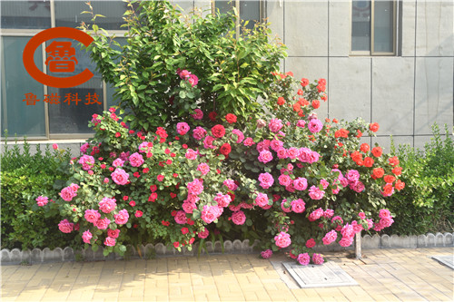 AAA_7608_副本.jpg AAA_7608_副本.jpg